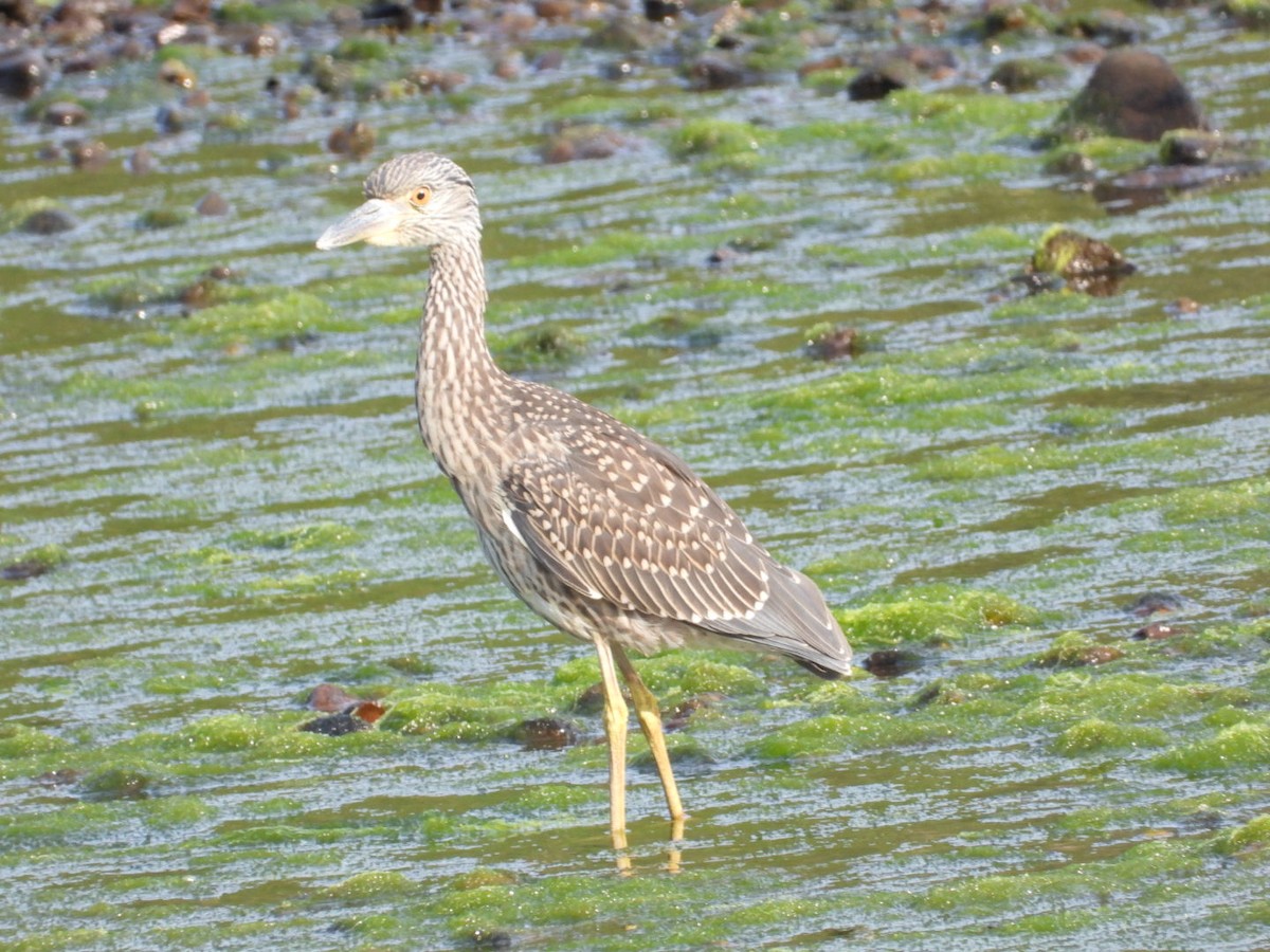 Yellow-crowned Night Heron - ML639000602