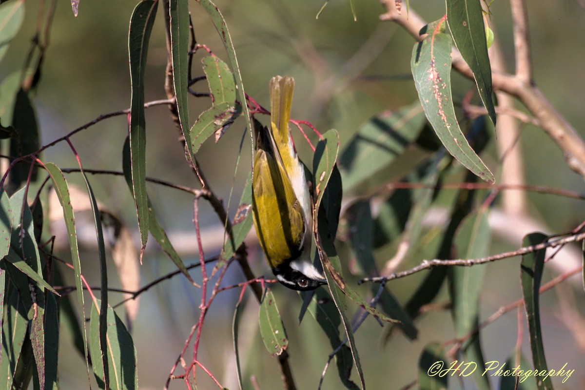 White-throated Honeyeater - ML639000607