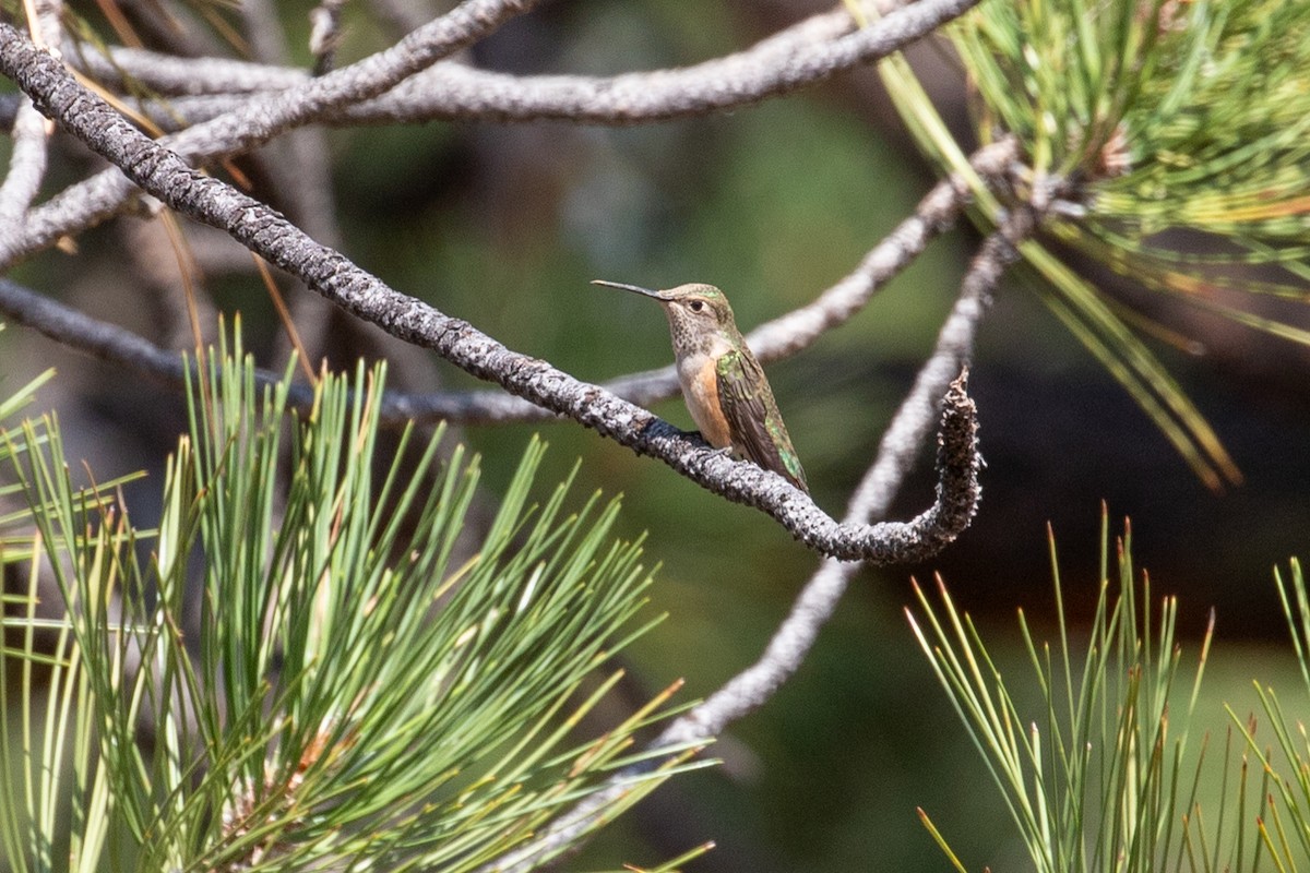 Broad-tailed Hummingbird - ML639000625