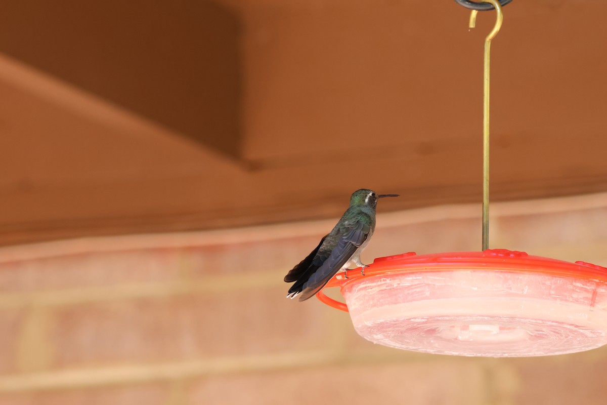 Blue-throated Mountain-gem - ML639000645