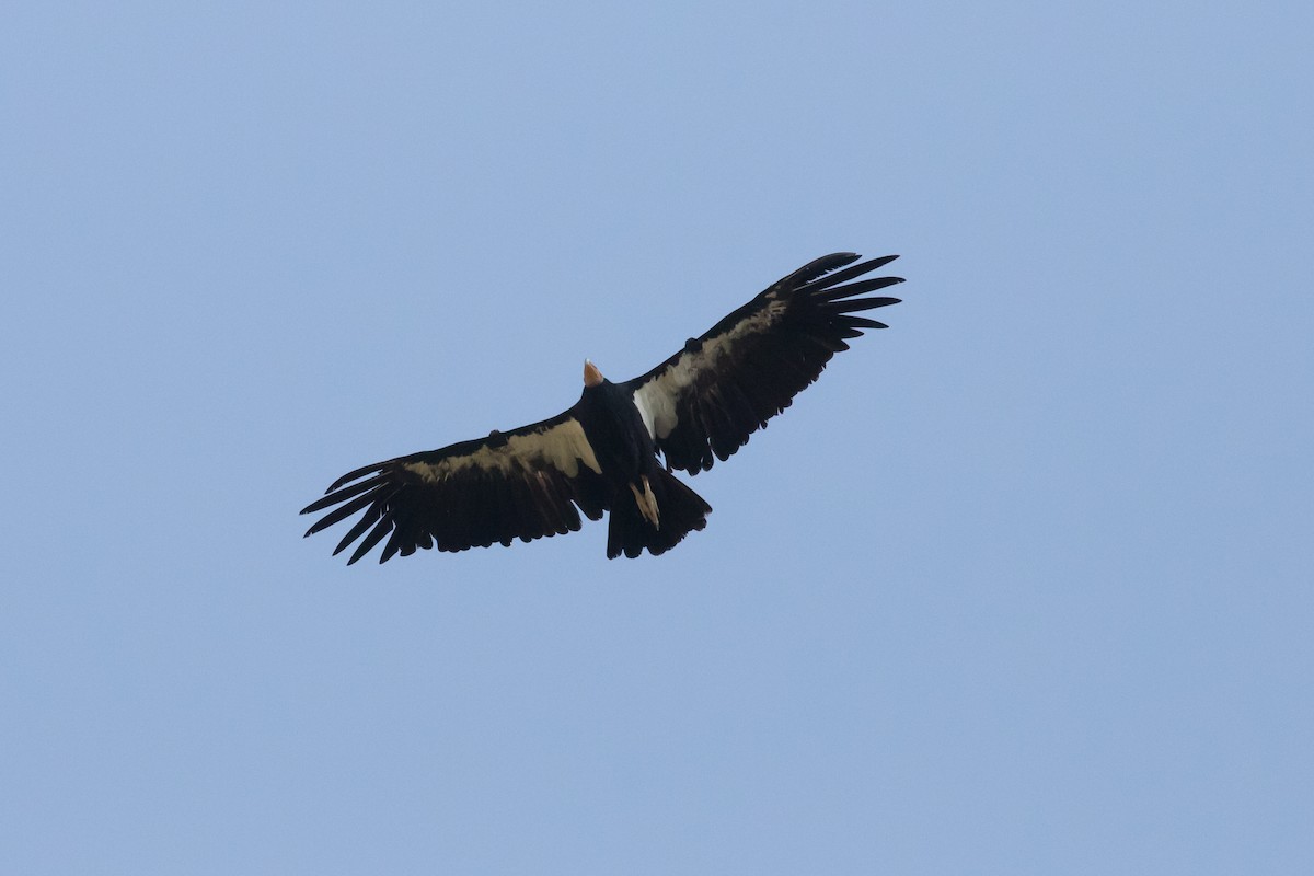 California Condor - ML639000646