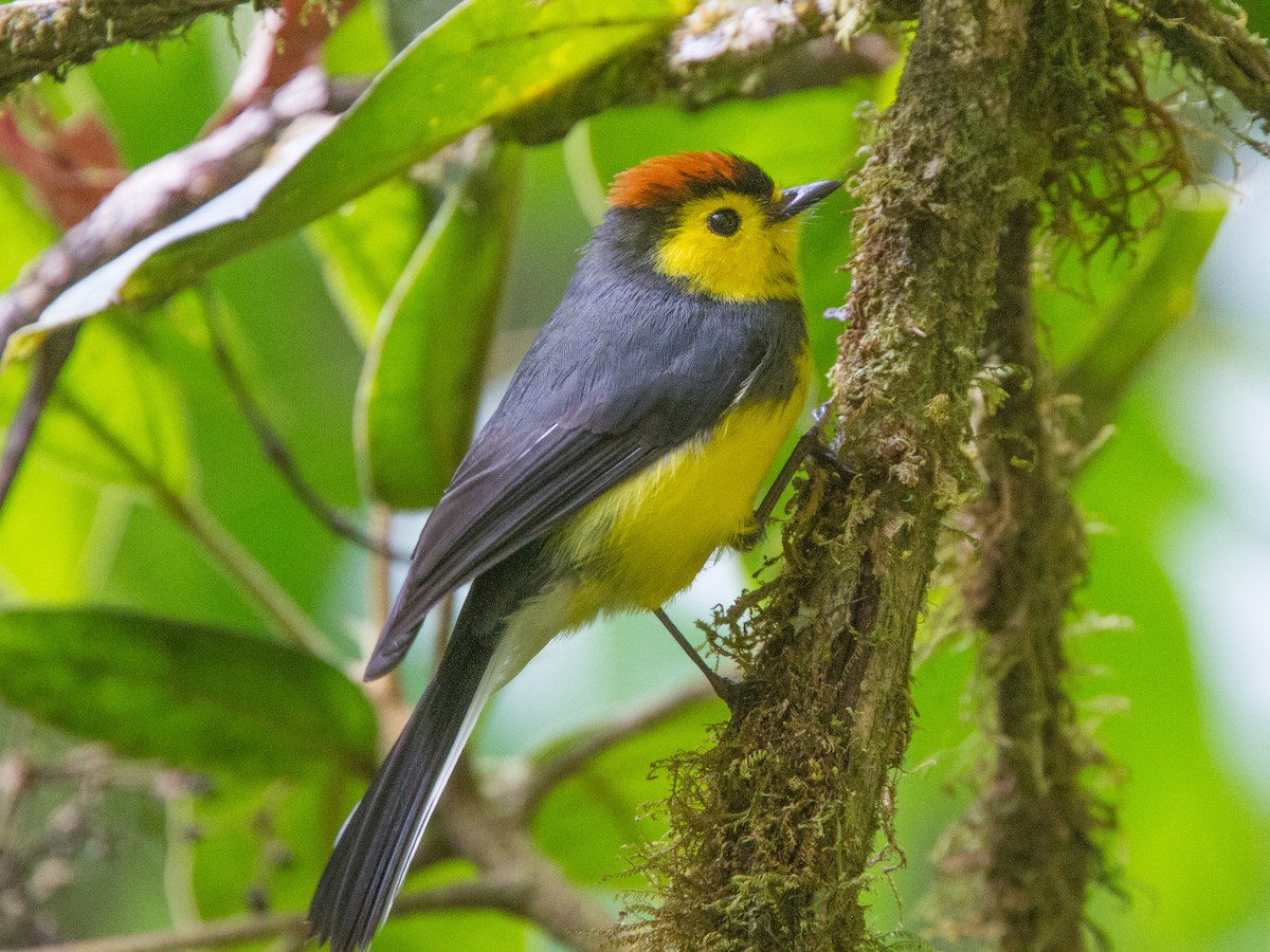Collared Redstart - ML639000676