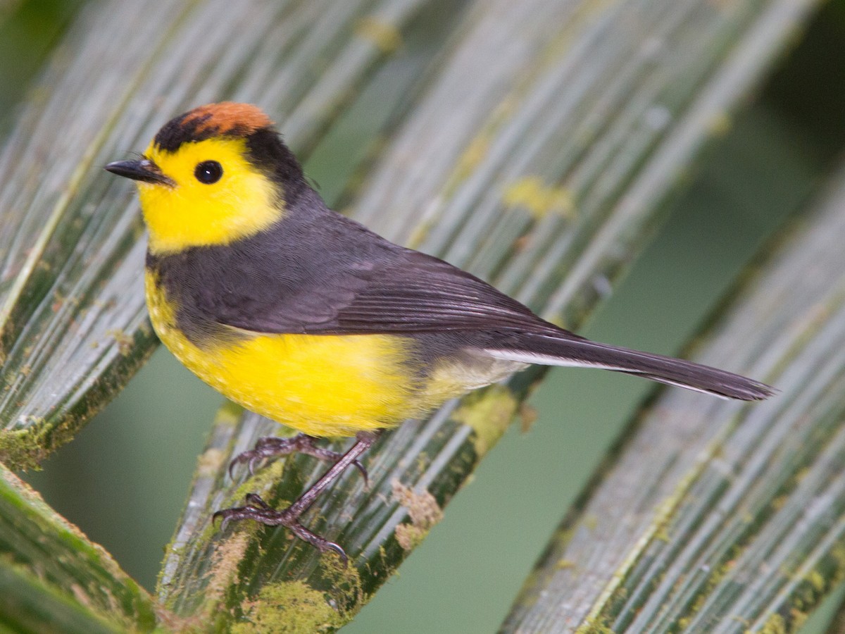 Collared Redstart - ML639000678
