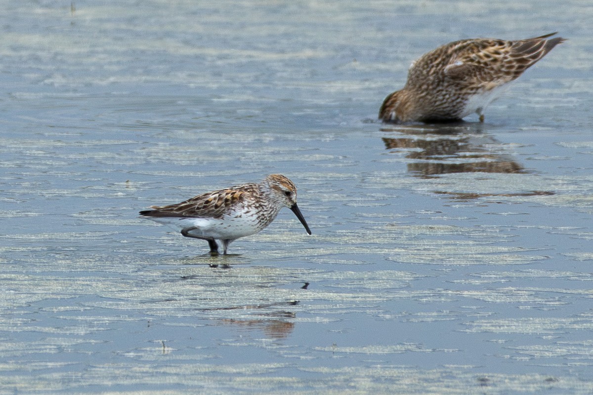 Bergstrandläufer - ML639000710