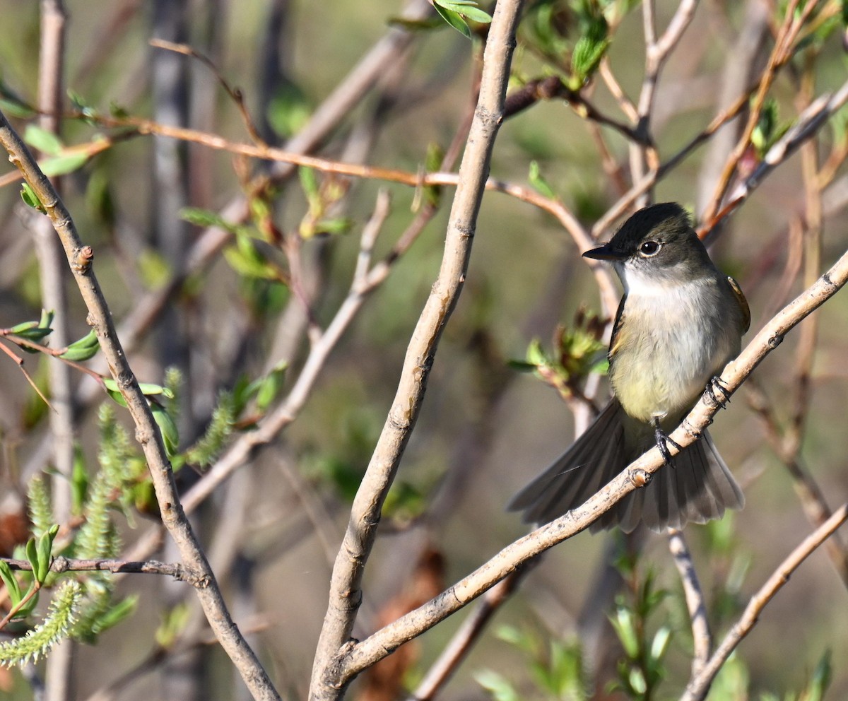 Alder Flycatcher - ML639000714