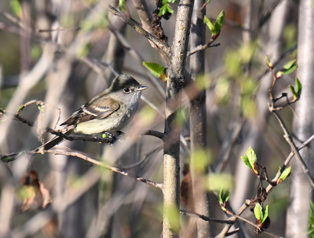 Alder Flycatcher - ML639000715