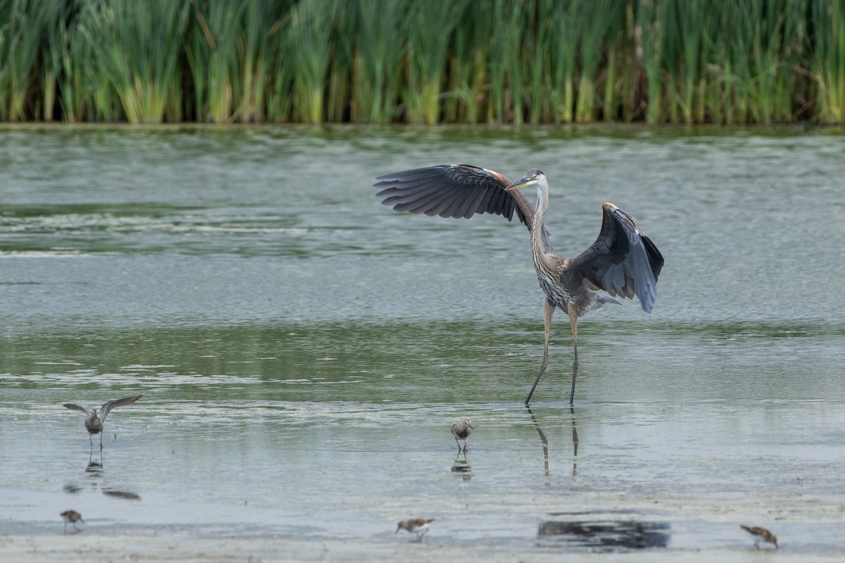 Great Blue Heron - ML639000718