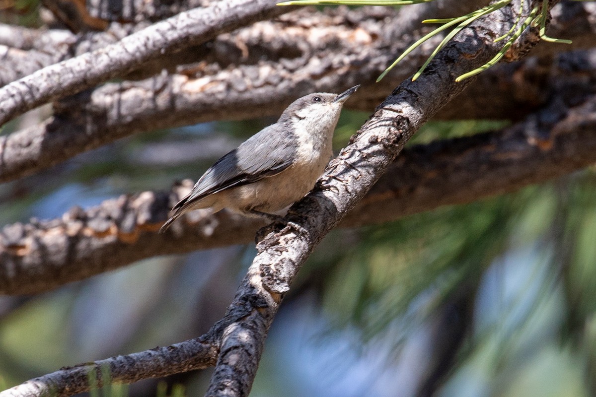 Pygmy Nuthatch - ML639000720
