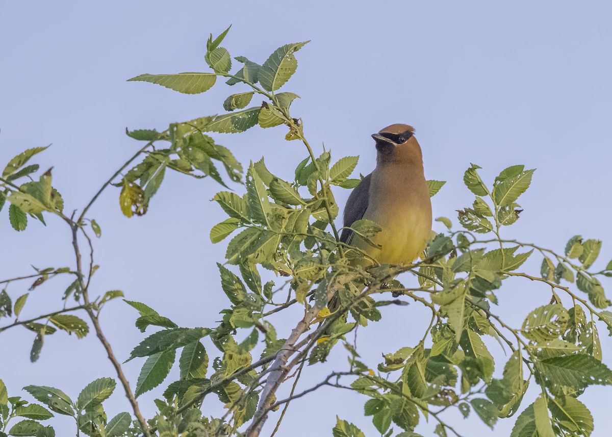 Cedar Waxwing - ML639000722