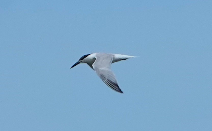 Sandwich Tern - ML639000725