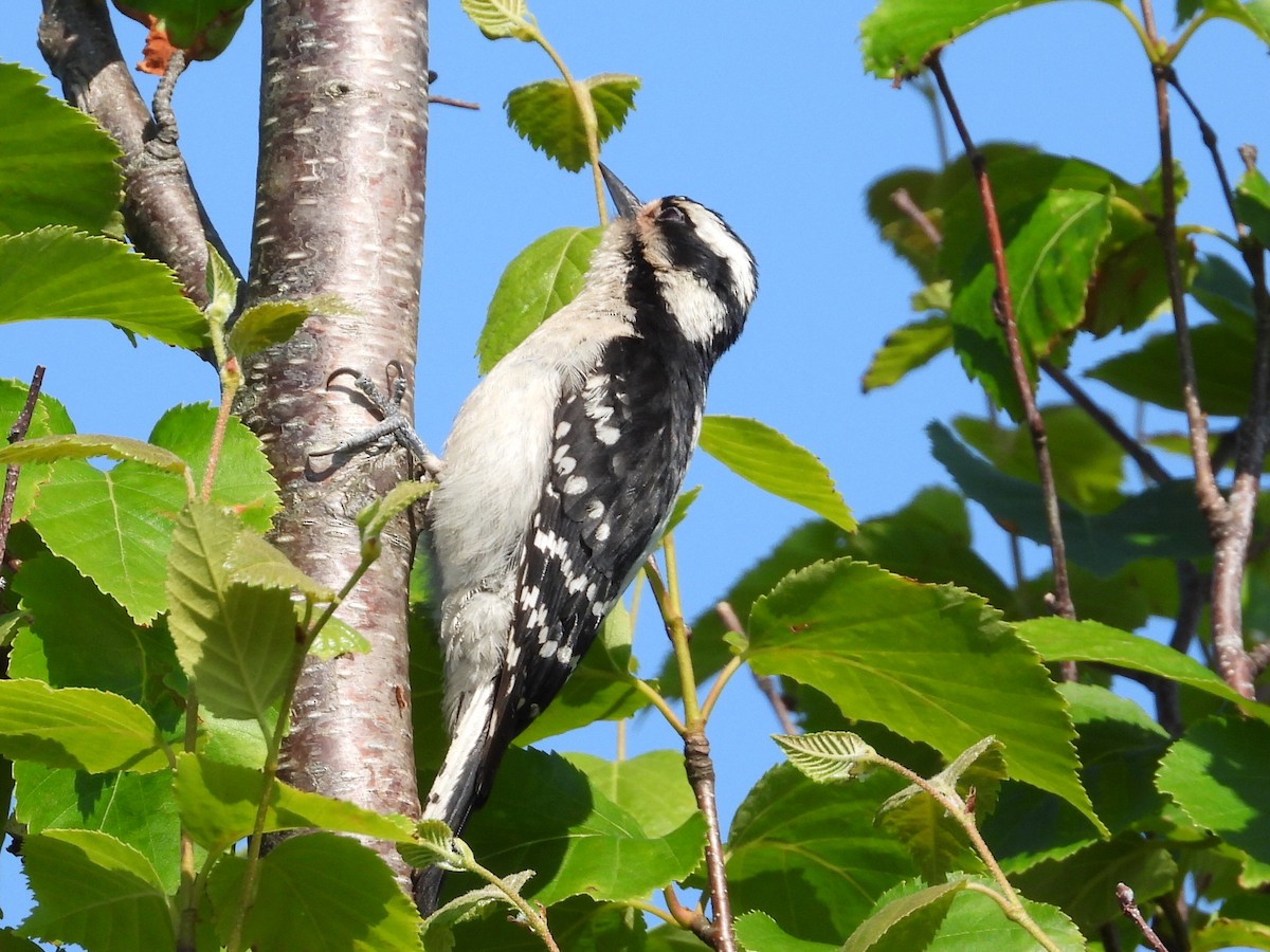 Downy Woodpecker - ML639000727