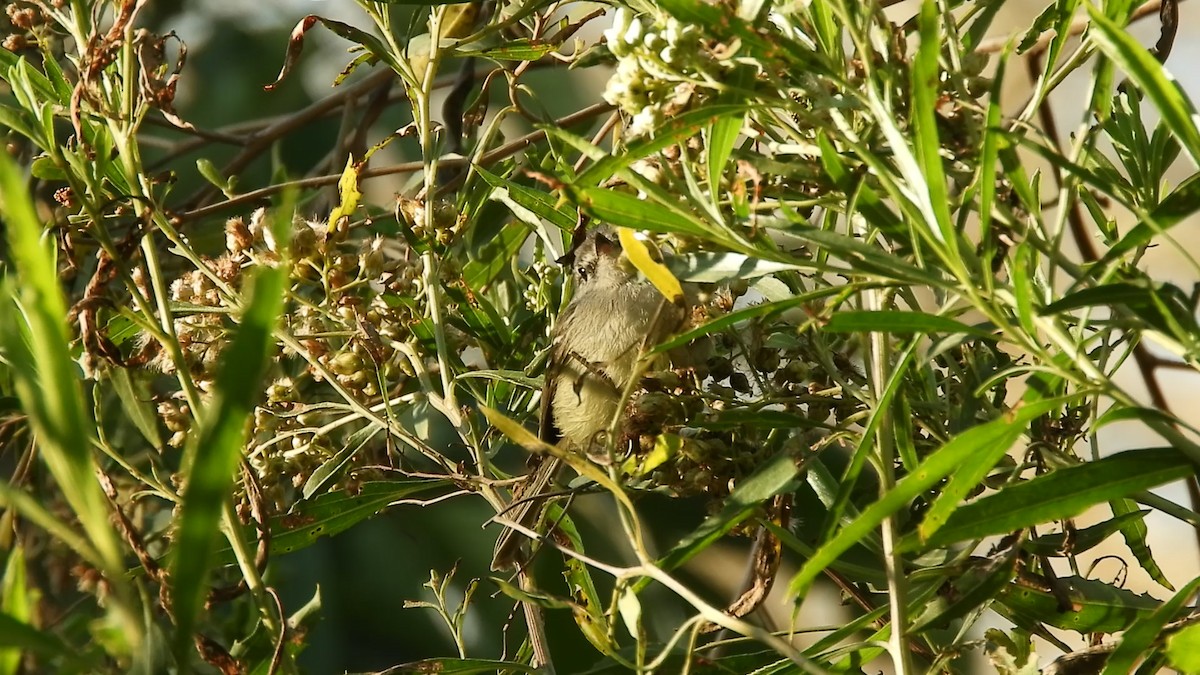 Mottle-cheeked Tyrannulet - ML639000734