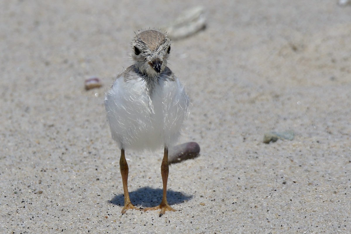 Piping Plover - ML639000743