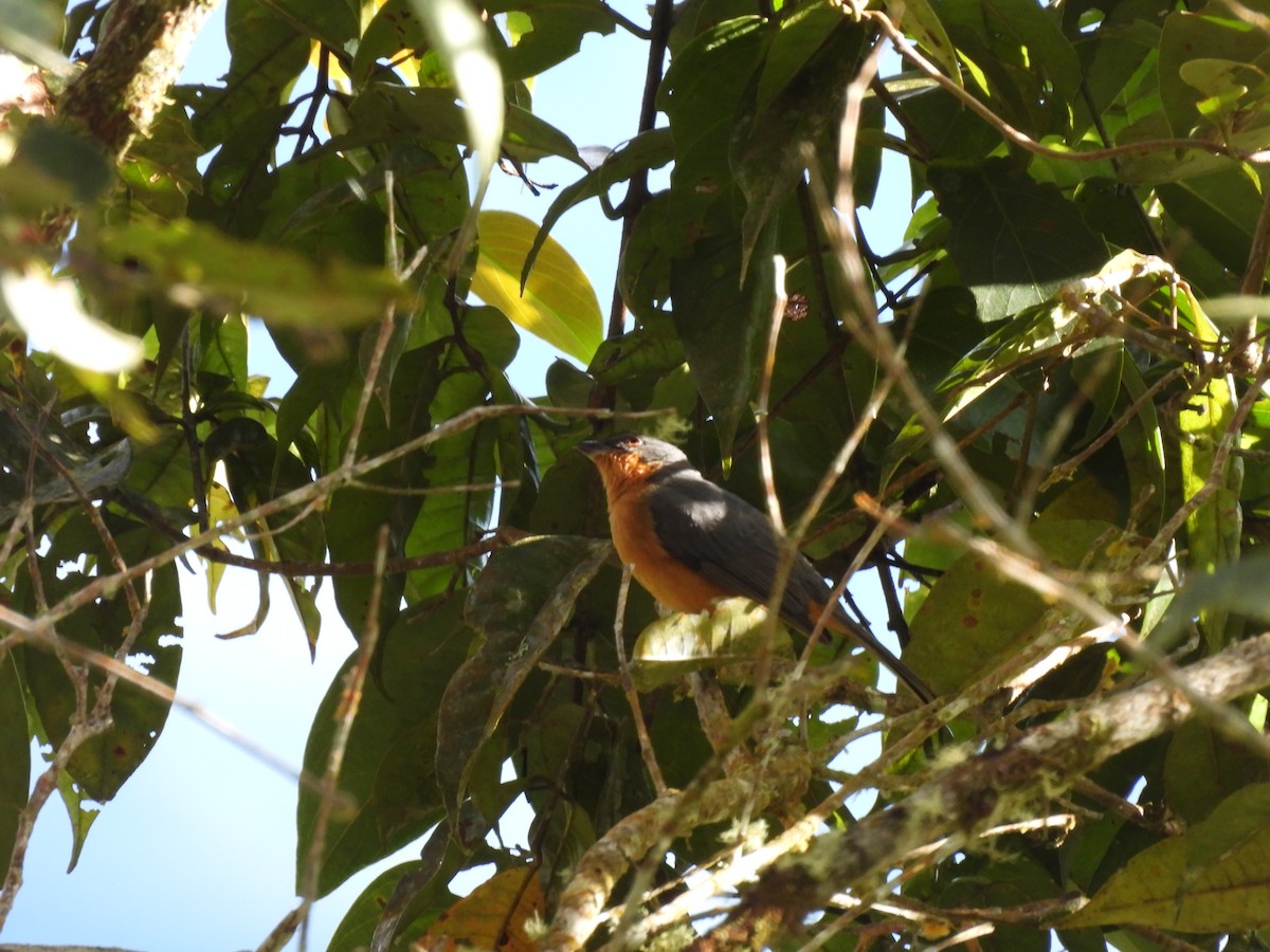 Rufous-crested Tanager - ML639000744