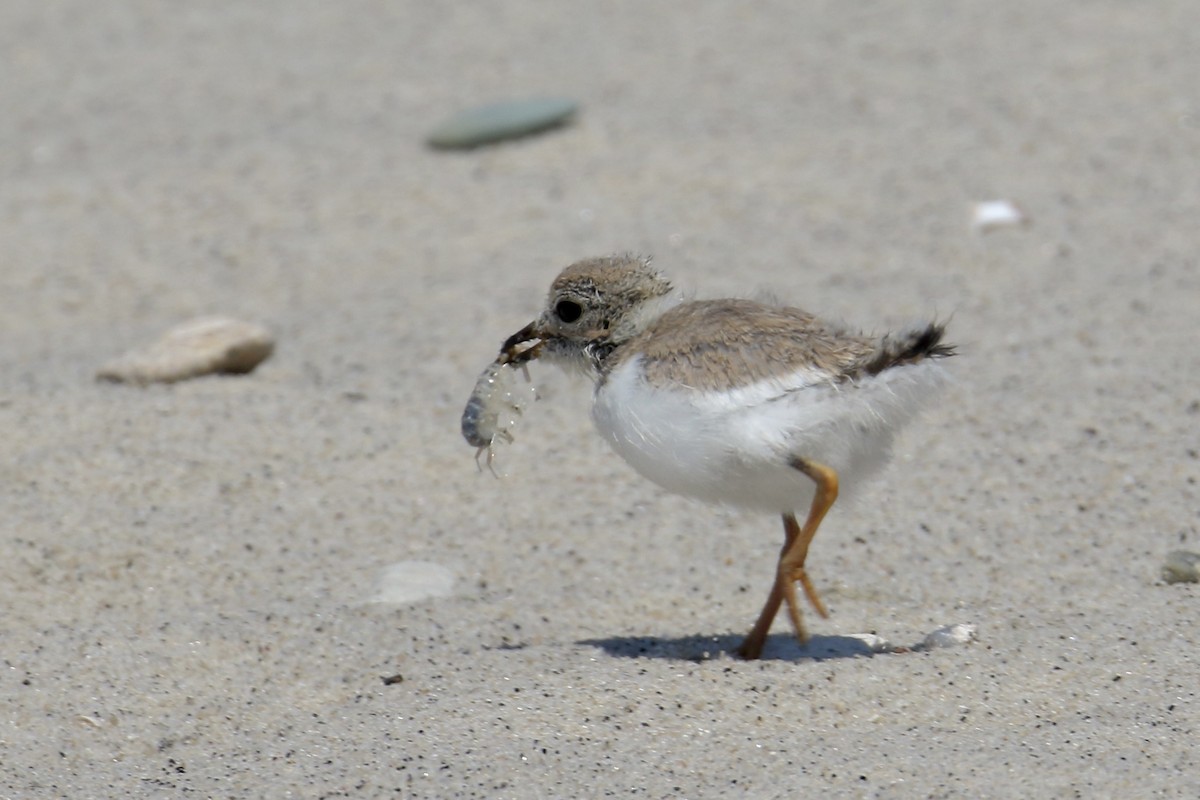 Piping Plover - ML639000746