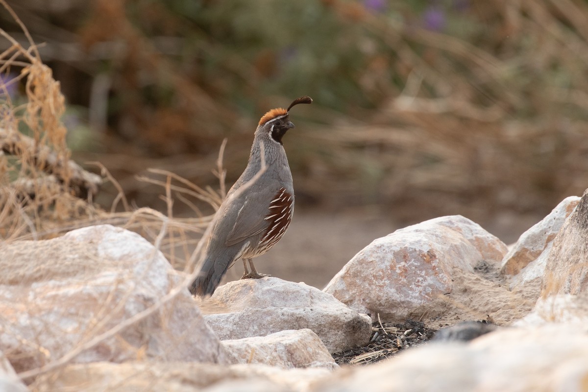 Gambel's Quail - ML639000754