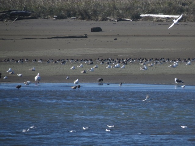 American Oystercatcher - ML639000757