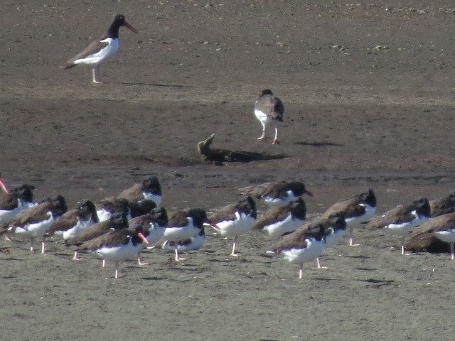 American Oystercatcher - ML639000758