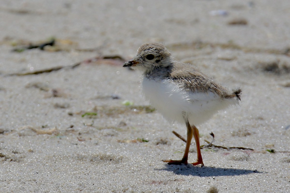 Piping Plover - ML639000761
