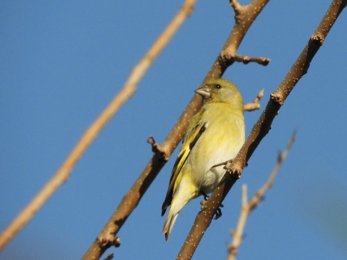 Hooded Siskin - ML639000763