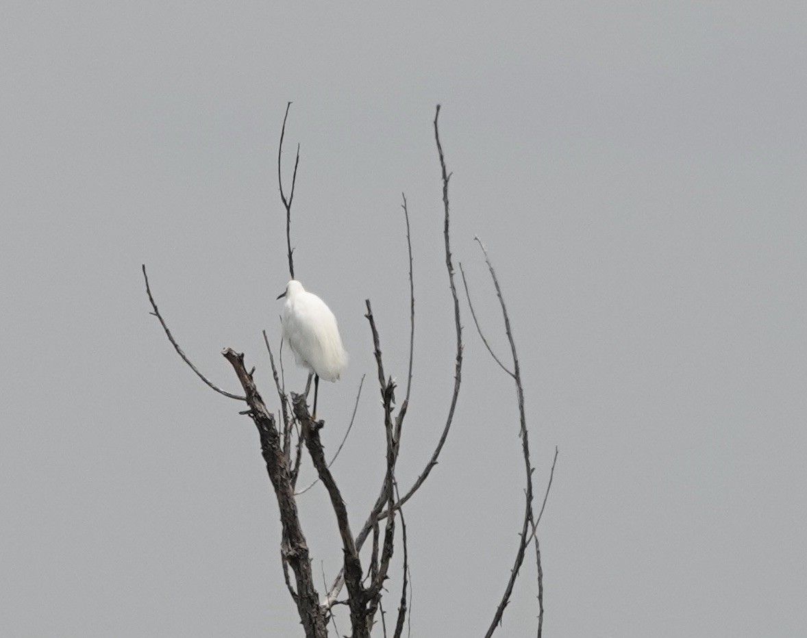 Karbeyaz Balıkçıl - ML639000786