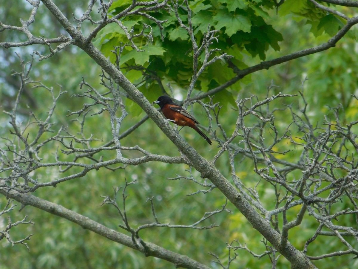 Orchard Oriole - ML639000814