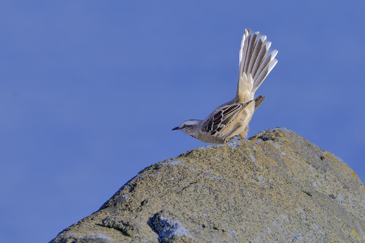 Chilean Mockingbird - ML639000820