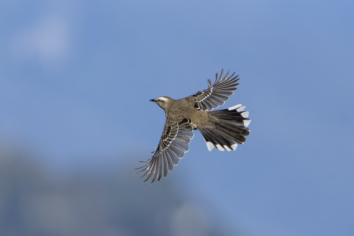 Chilean Mockingbird - ML639000821