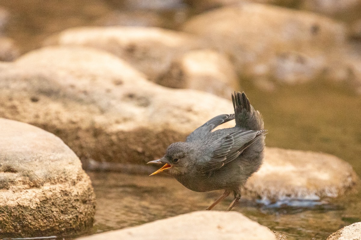 American Dipper - ML639000830