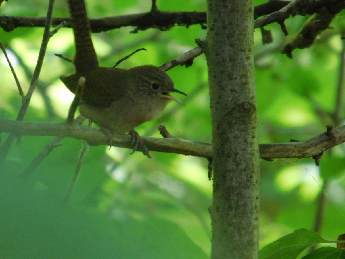 Northern House Wren - ML639000839
