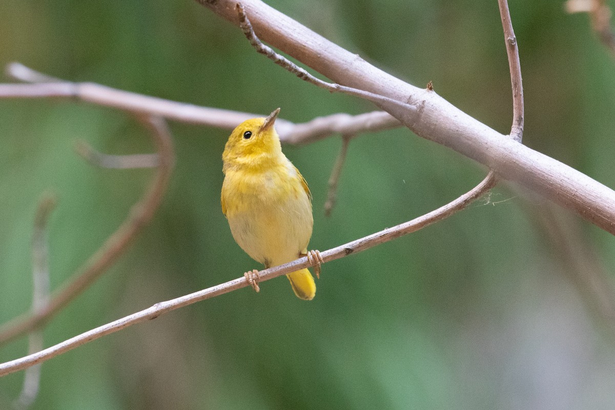 Yellow Warbler - ML639000875