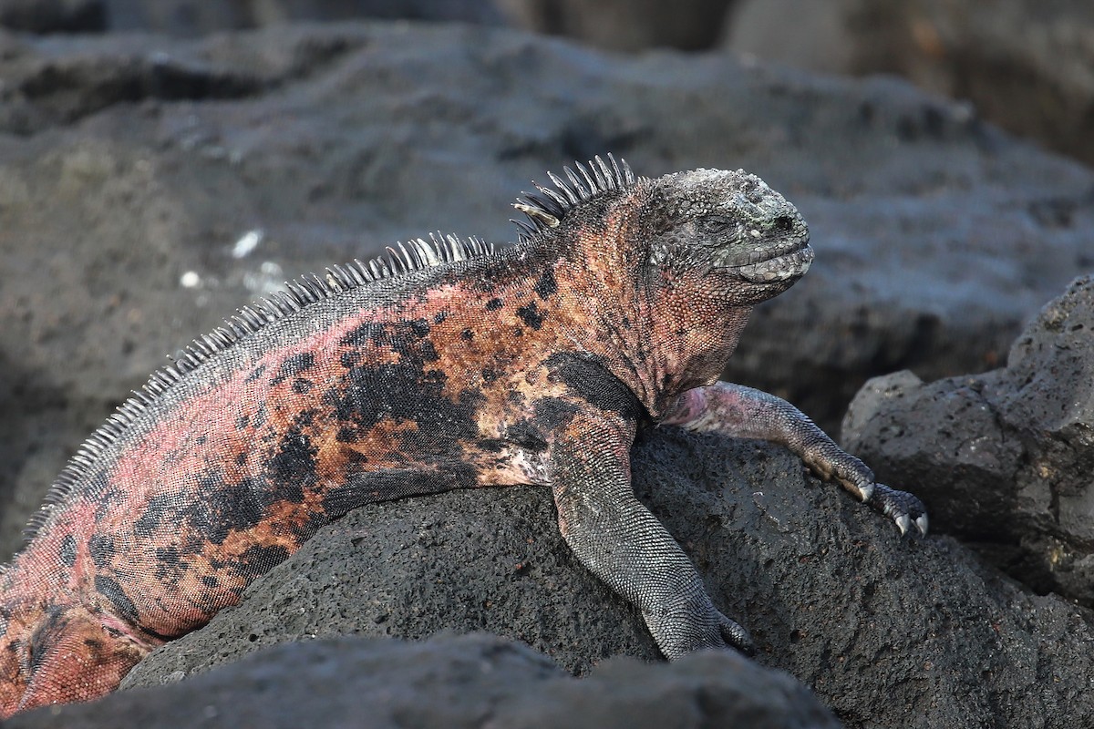 Marine Iguana - ML639000876