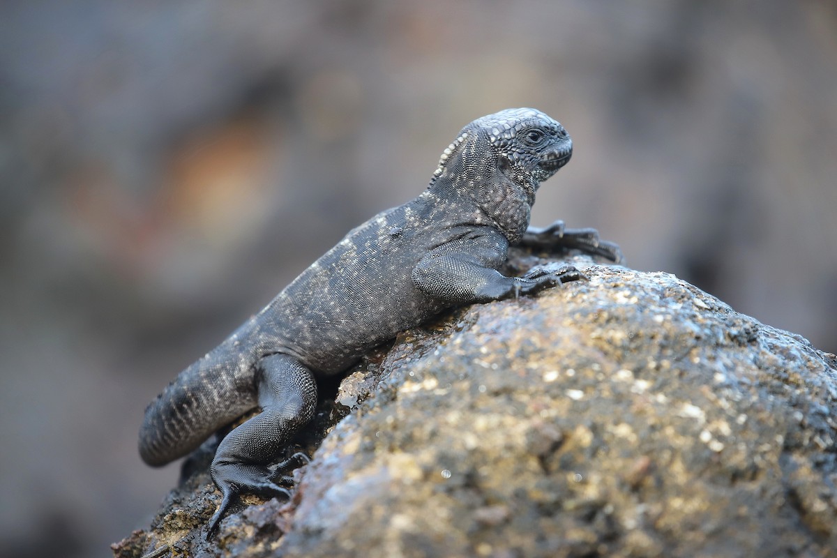 Marine Iguana - ML639000877