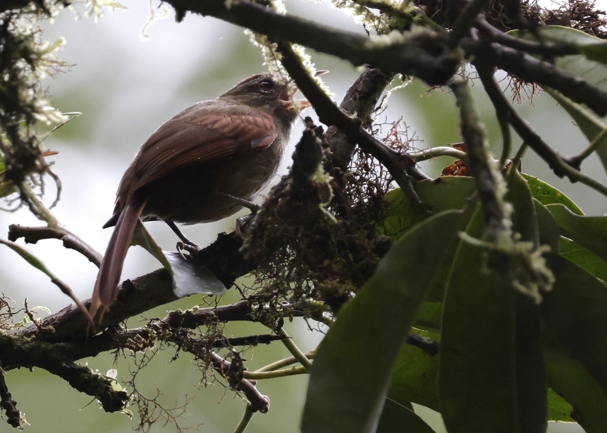 Ash-browed Spinetail - ML639000889