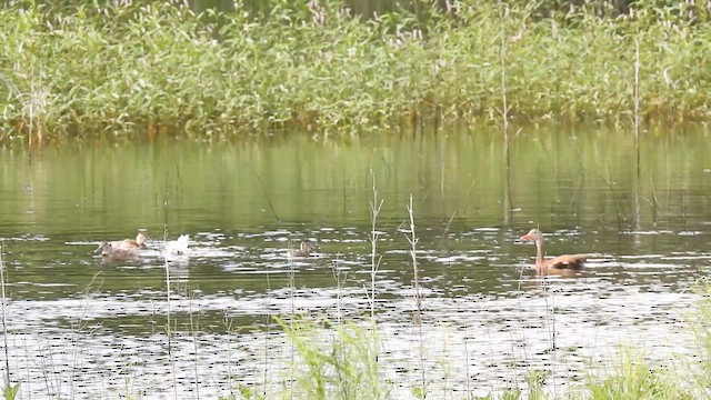 Black-bellied Whistling-Duck - ML639000914