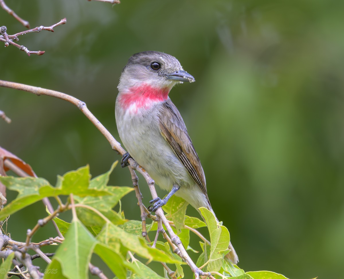 Rose-throated Becard - ML639000941