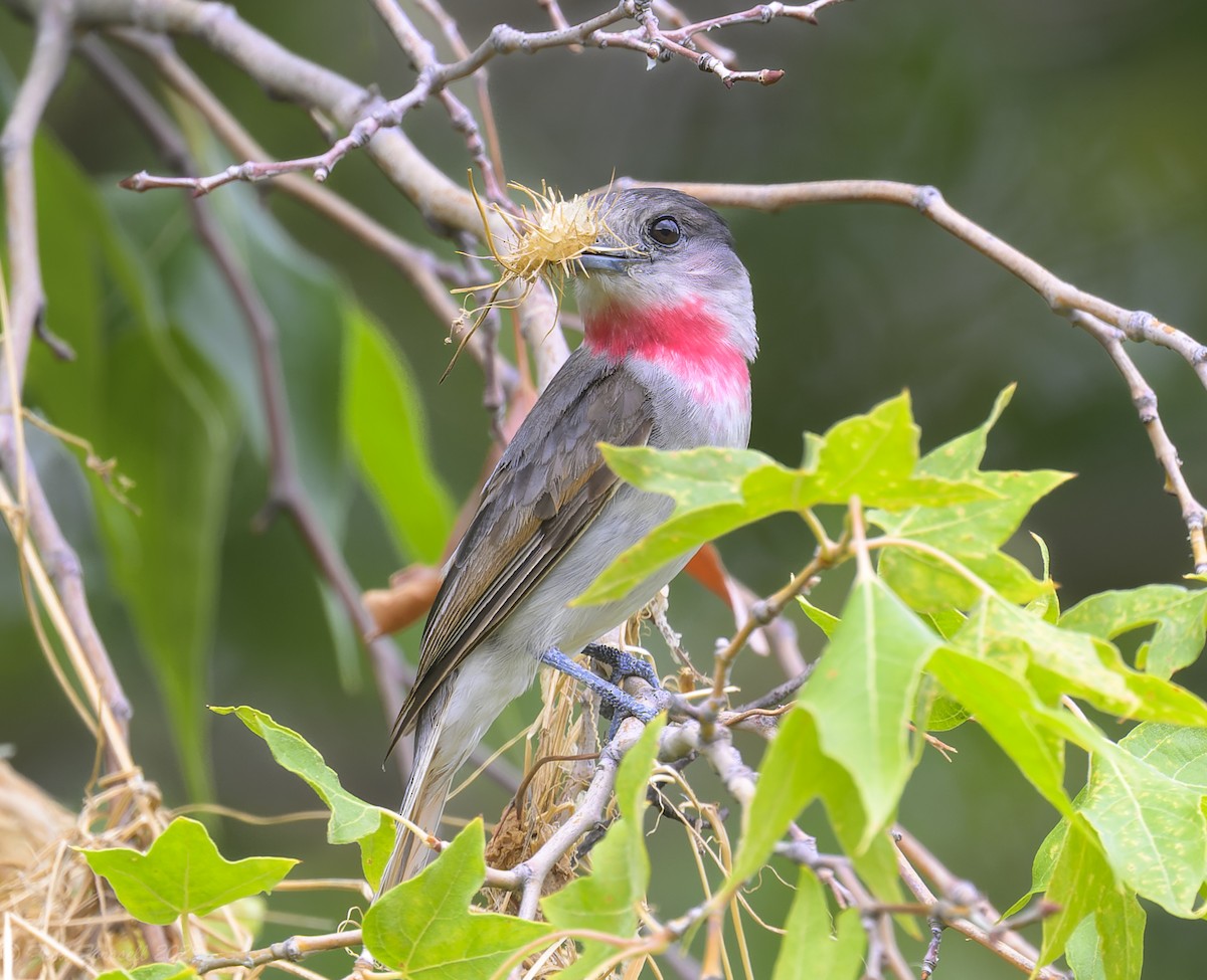Rose-throated Becard - ML639000943