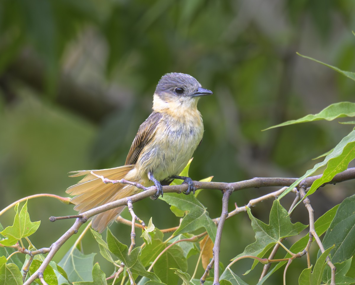 Rose-throated Becard - ML639000949