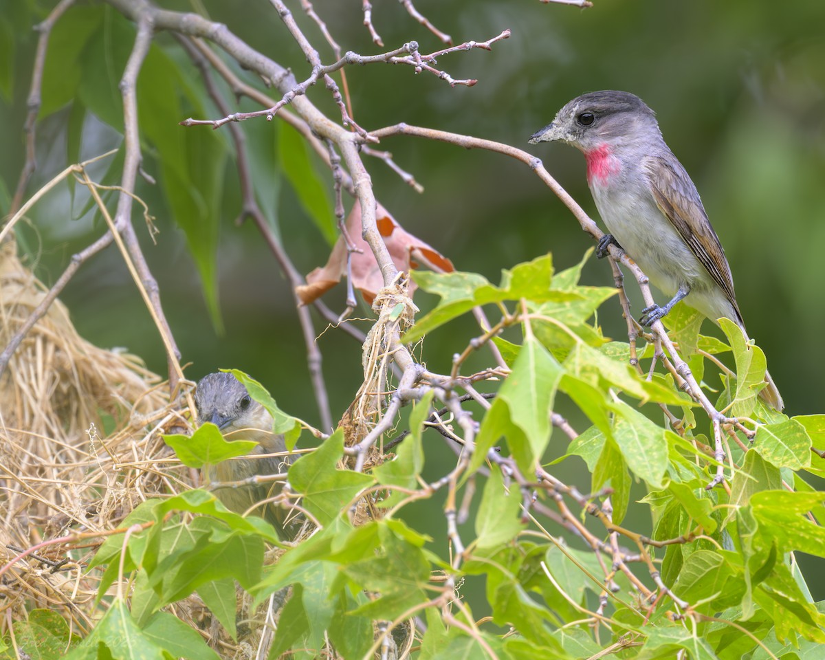Rose-throated Becard - ML639000960
