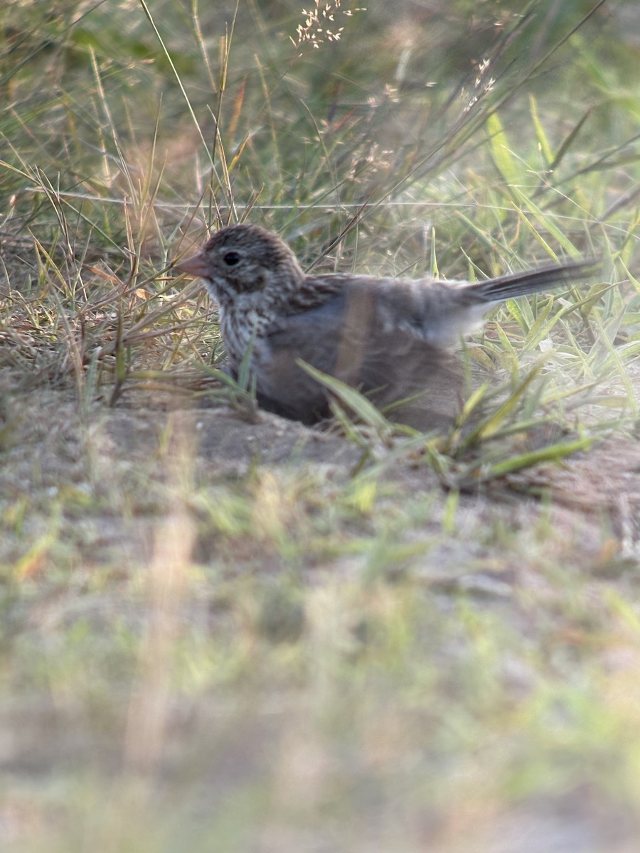 Vesper Sparrow - ML639001117