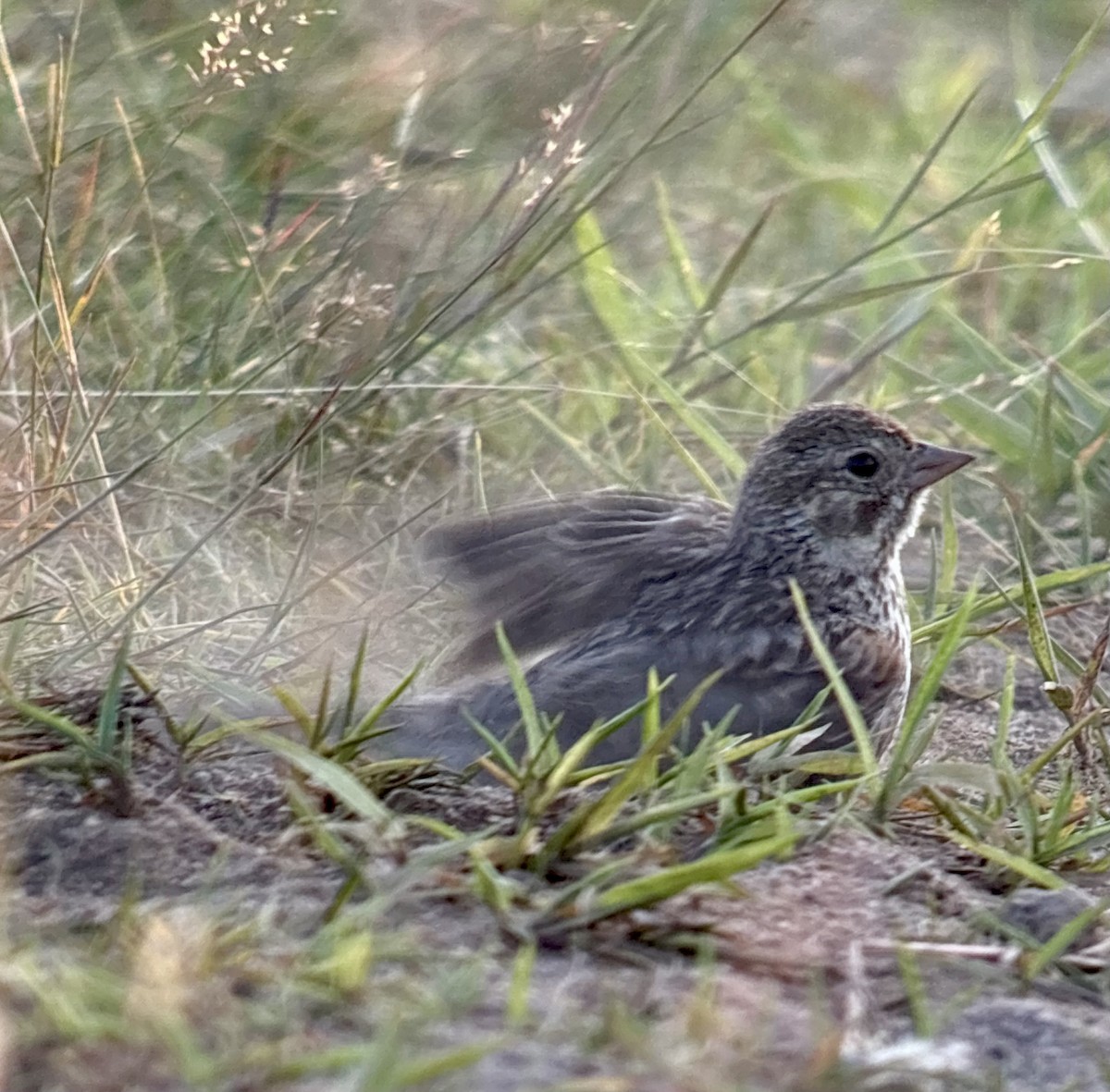 Vesper Sparrow - ML639001118