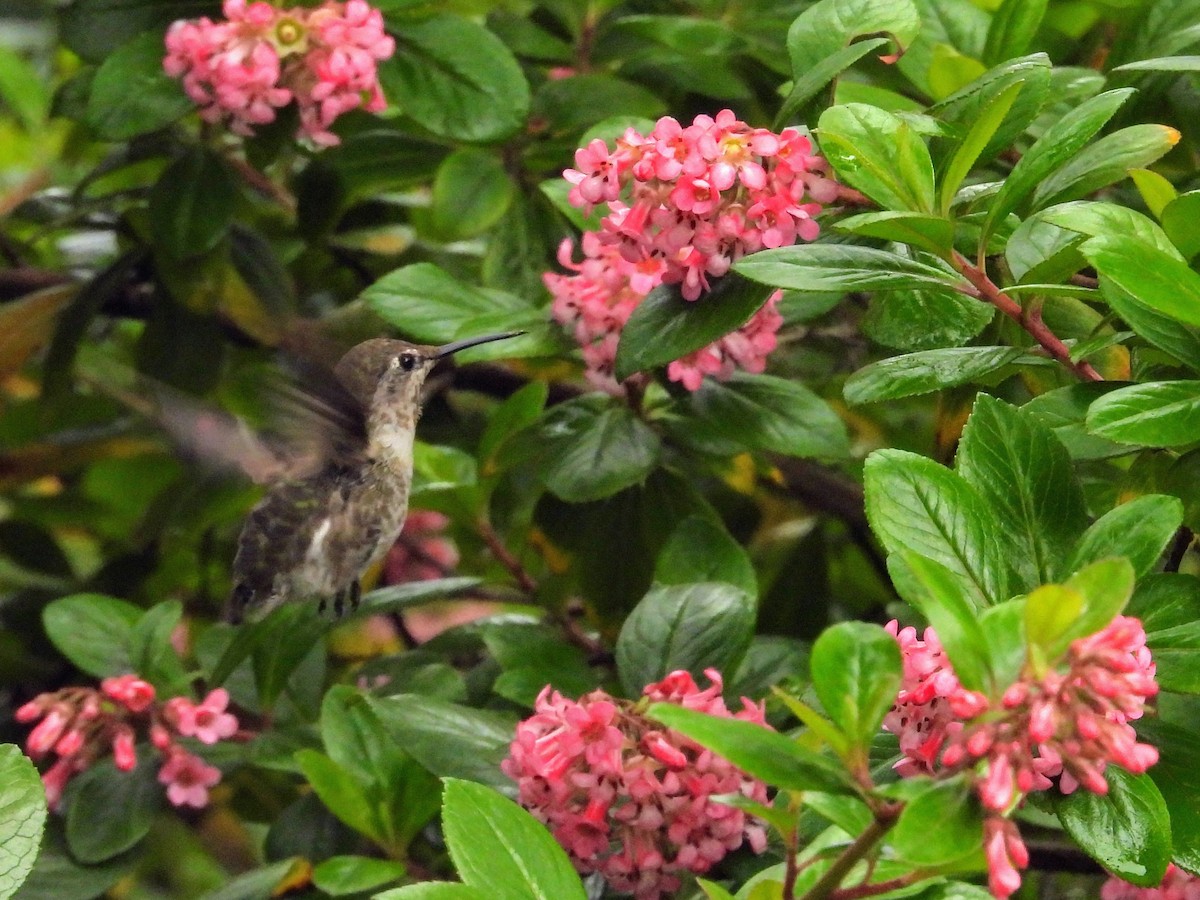 Anna's Hummingbird - ML639001138