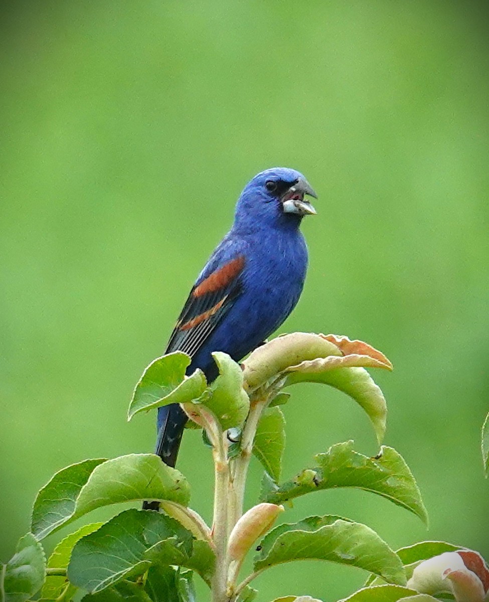 Guiraca bleu - ML639001148