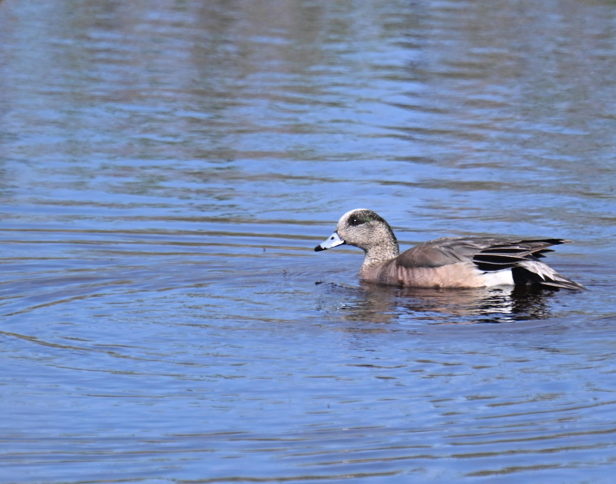 Canard d'Amérique - ML639001157