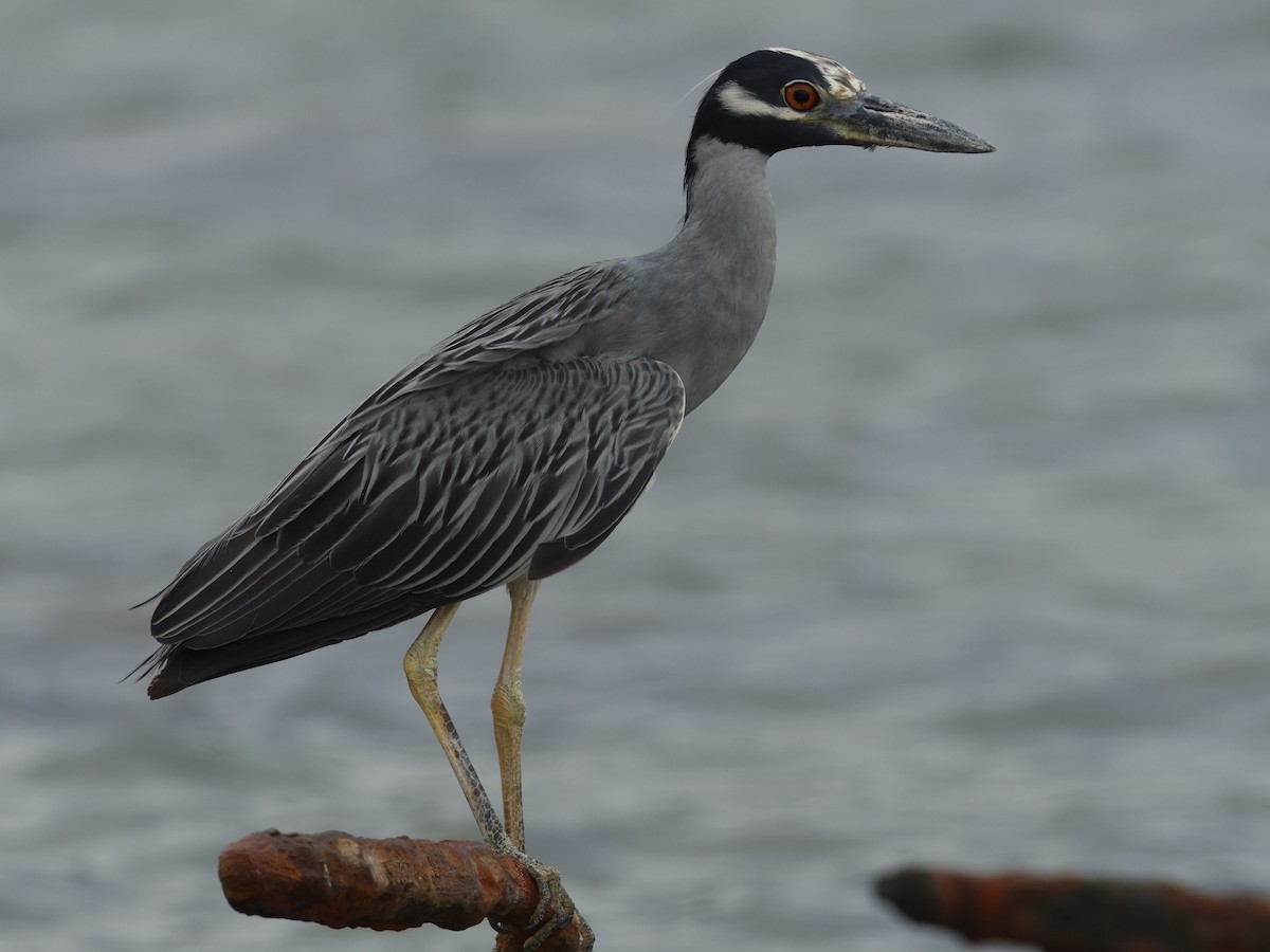 Yellow-crowned Night Heron - ML639001177