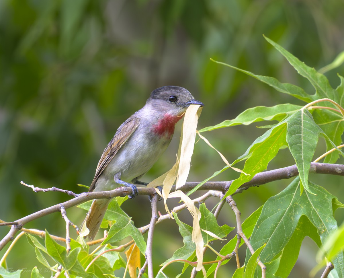 Rose-throated Becard - ML639001258