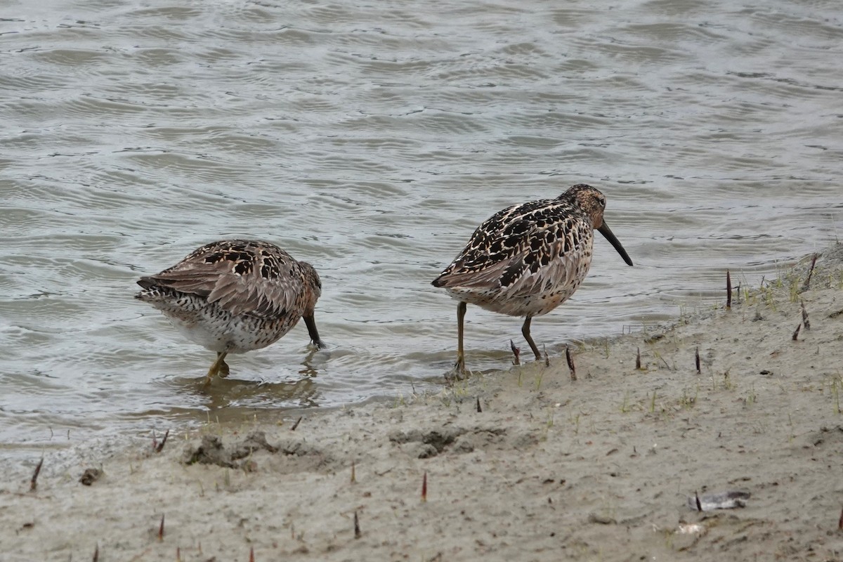Short-billed Dowitcher - ML639001273