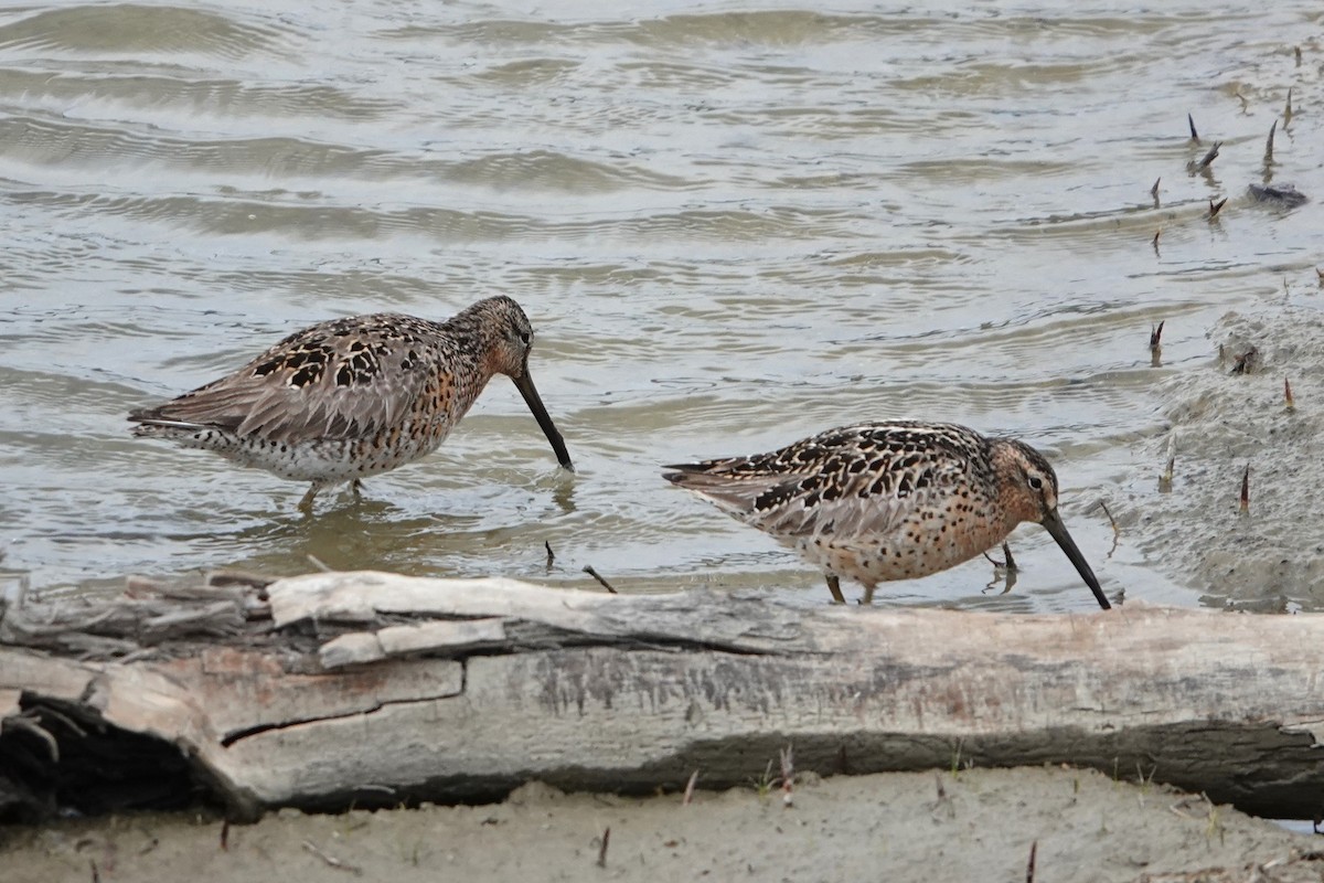 Short-billed Dowitcher - ML639001274