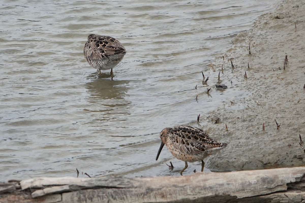Short-billed Dowitcher - ML639001276