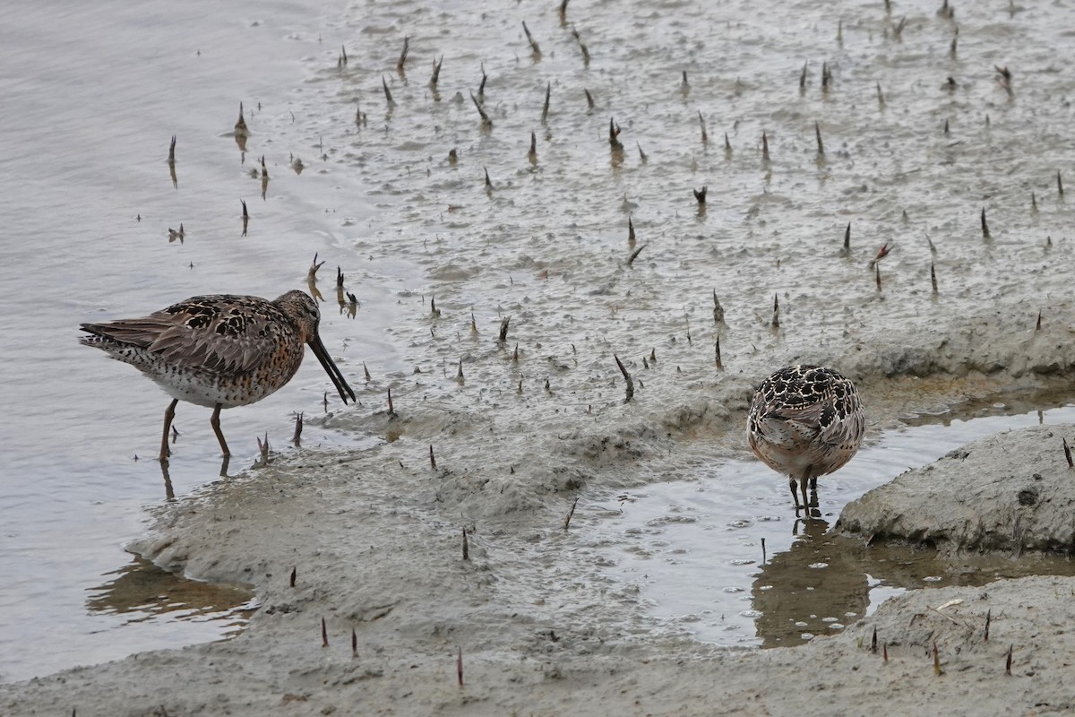 Short-billed Dowitcher - ML639001277